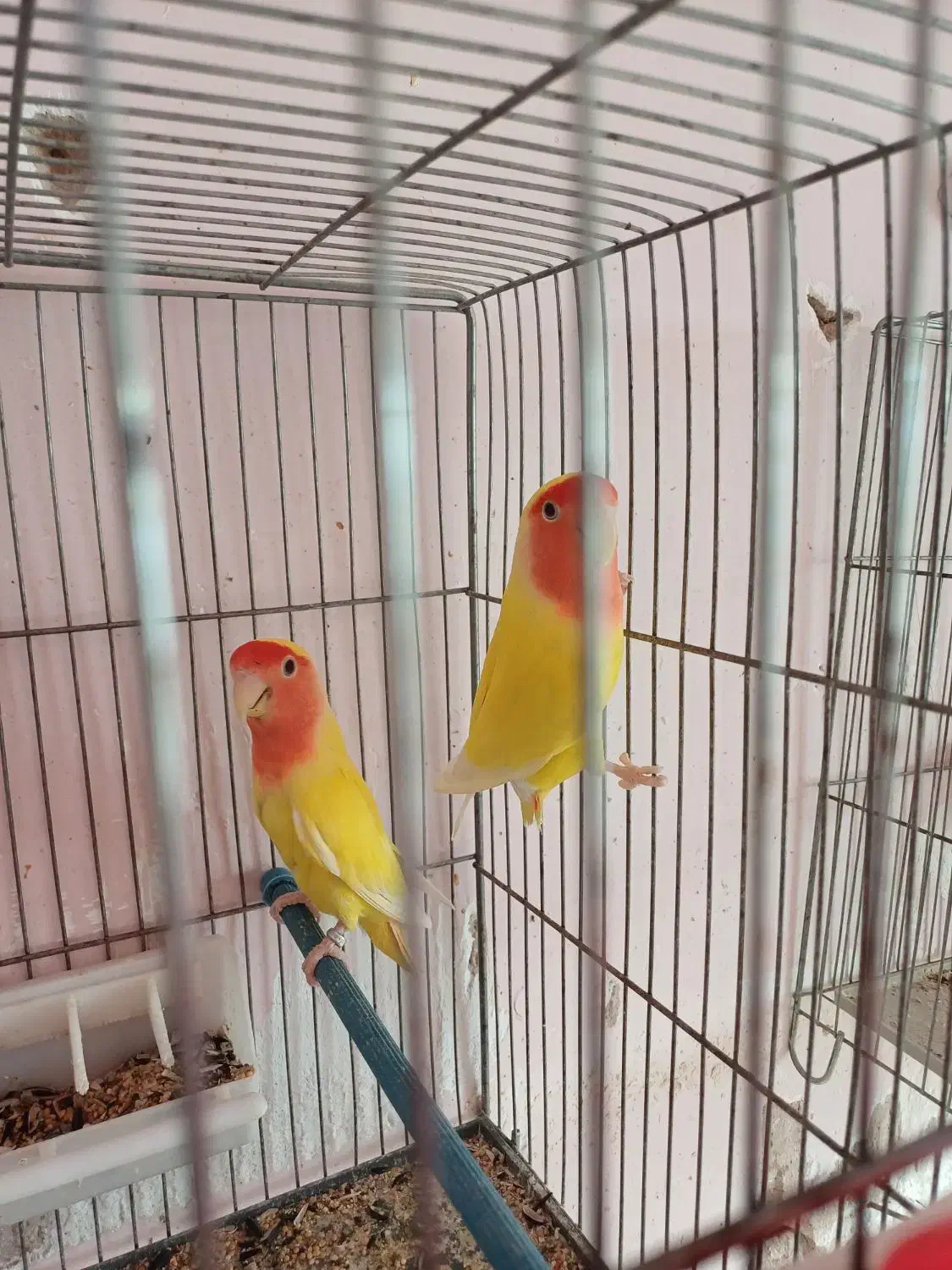 تعدادی خرگوش لپ.. یک جفت کوتوله|موش و خرگوش|رفسنجان, |دیوار