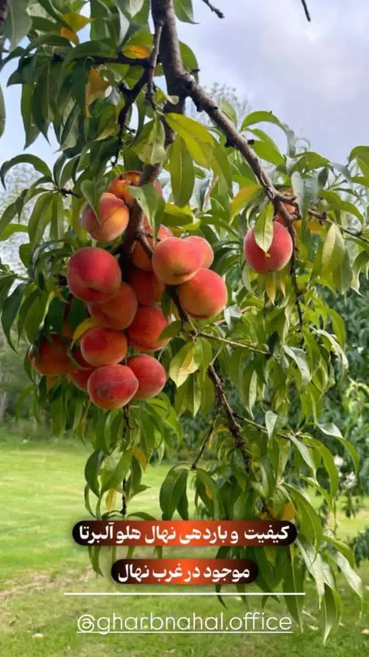 نهال های میوه با اصالت در غرب نهال مهندس داداشی|خدمات باغبانی و درختکاری|گوگان, |دیوار