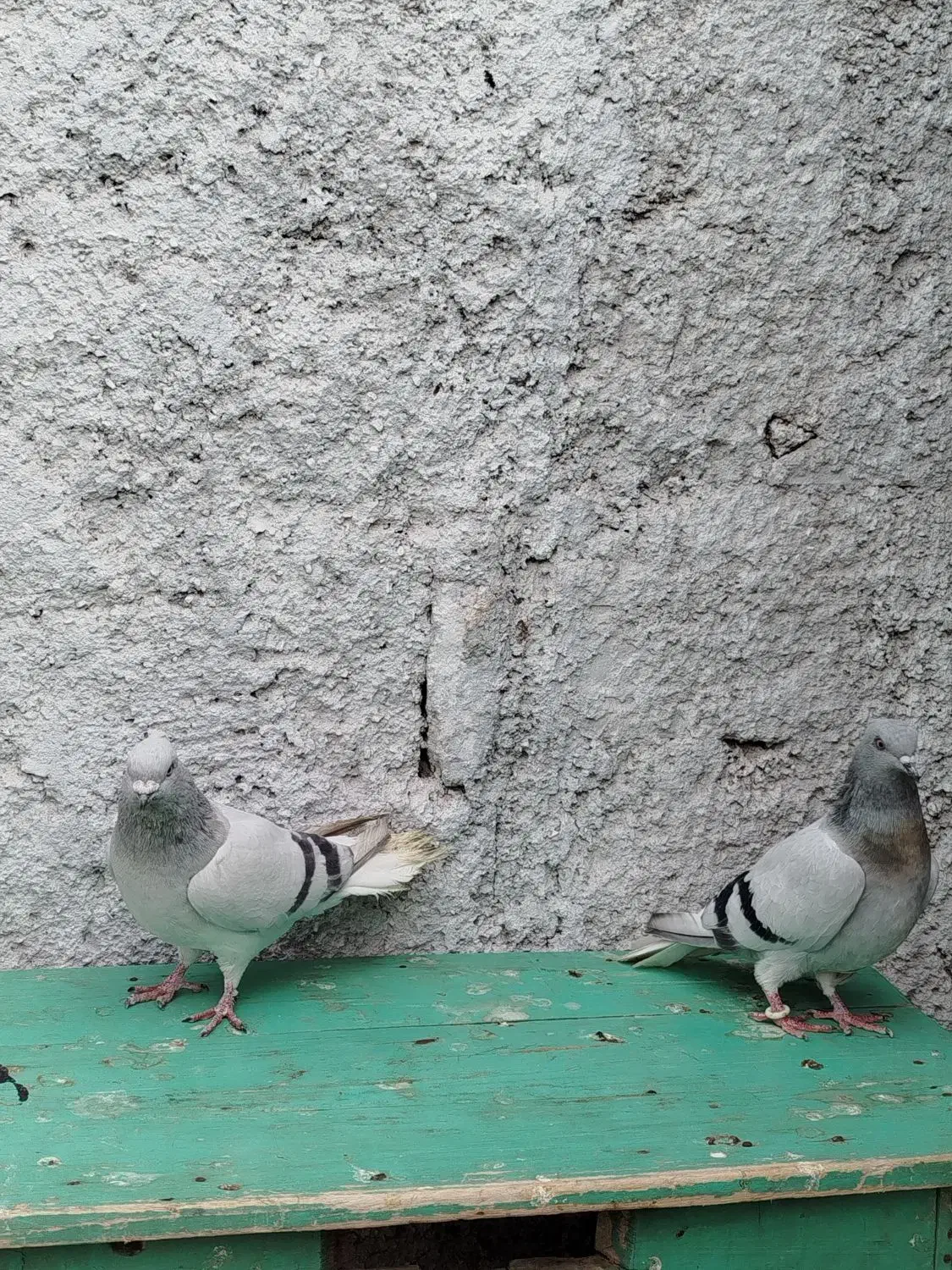 کفتر یا کبوتر|پرنده|تربتحیدریه, ۴۵ متری|دیوار