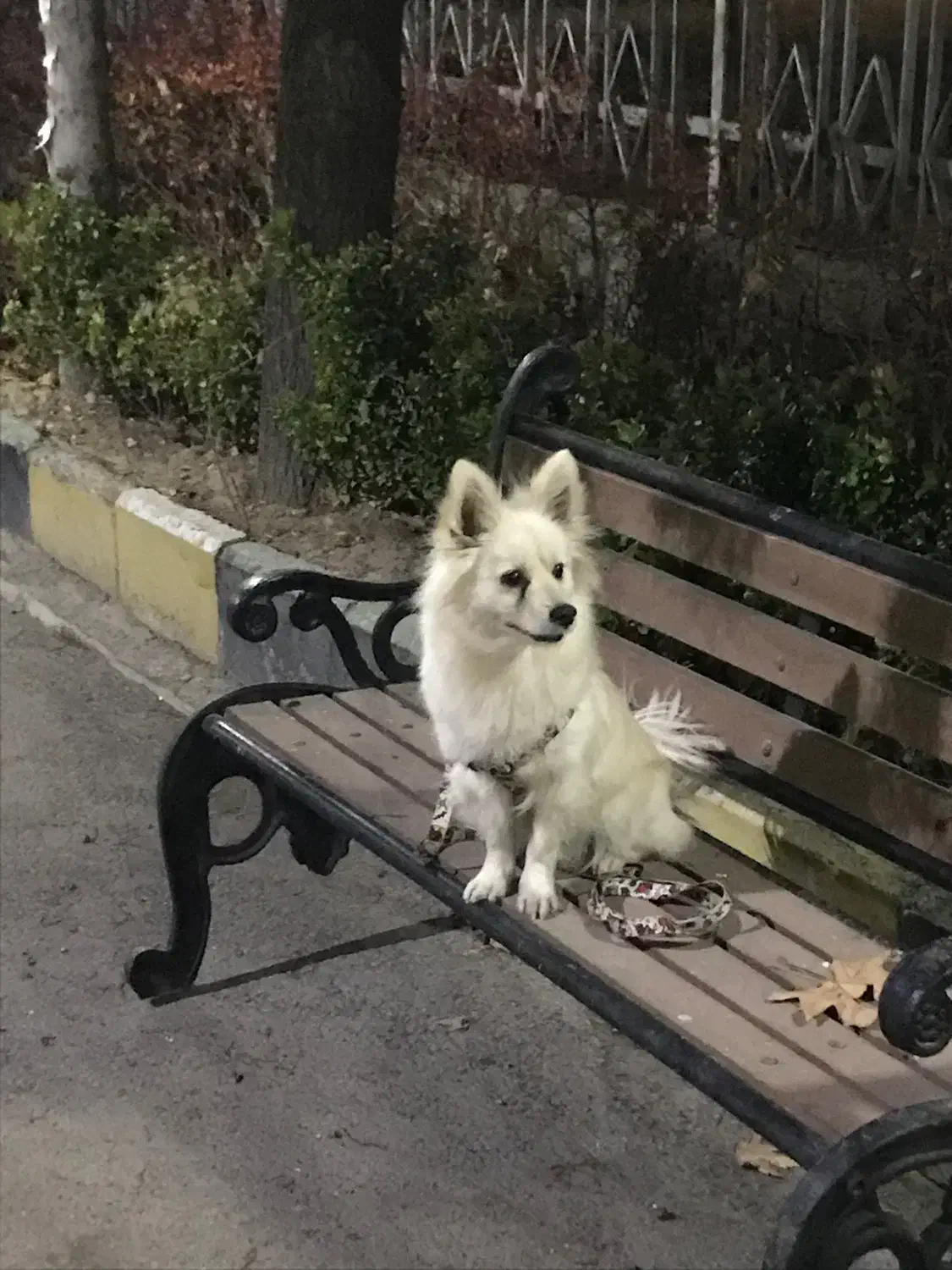 پامر|سگ|هشتگرد, کوی بهروز|دیوار