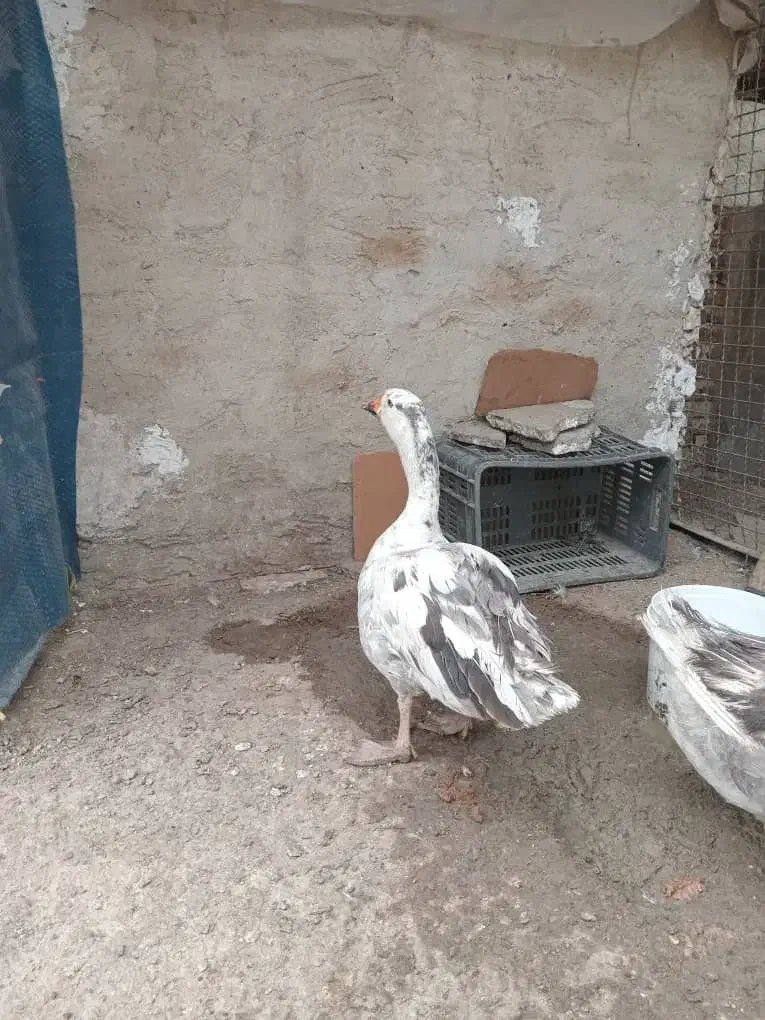 غاز|حیوانات مزرعه|کرج, شهرک جهان‌نما|دیوار