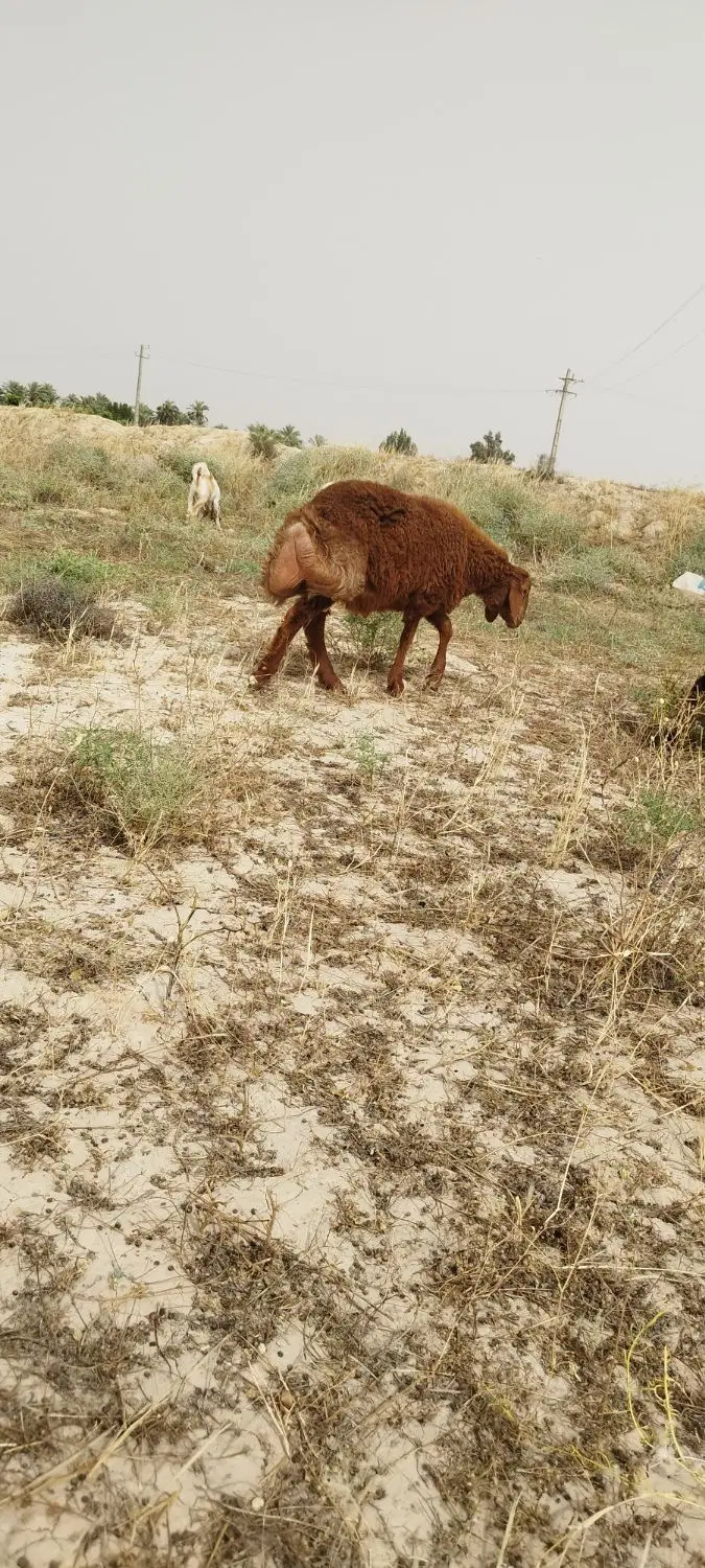 بره|حیوانات مزرعه|بندر گناوه, |دیوار
