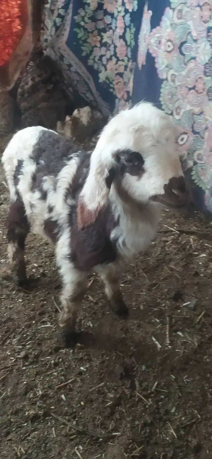 یک عدد بره شیری ماده خوش رنگ|حیوانات مزرعه|شوش, |دیوار