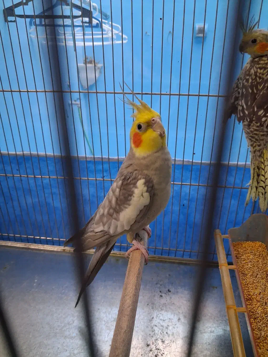 عروس هلندی نر و ماده|پرنده|مشهد, عبادی|دیوار