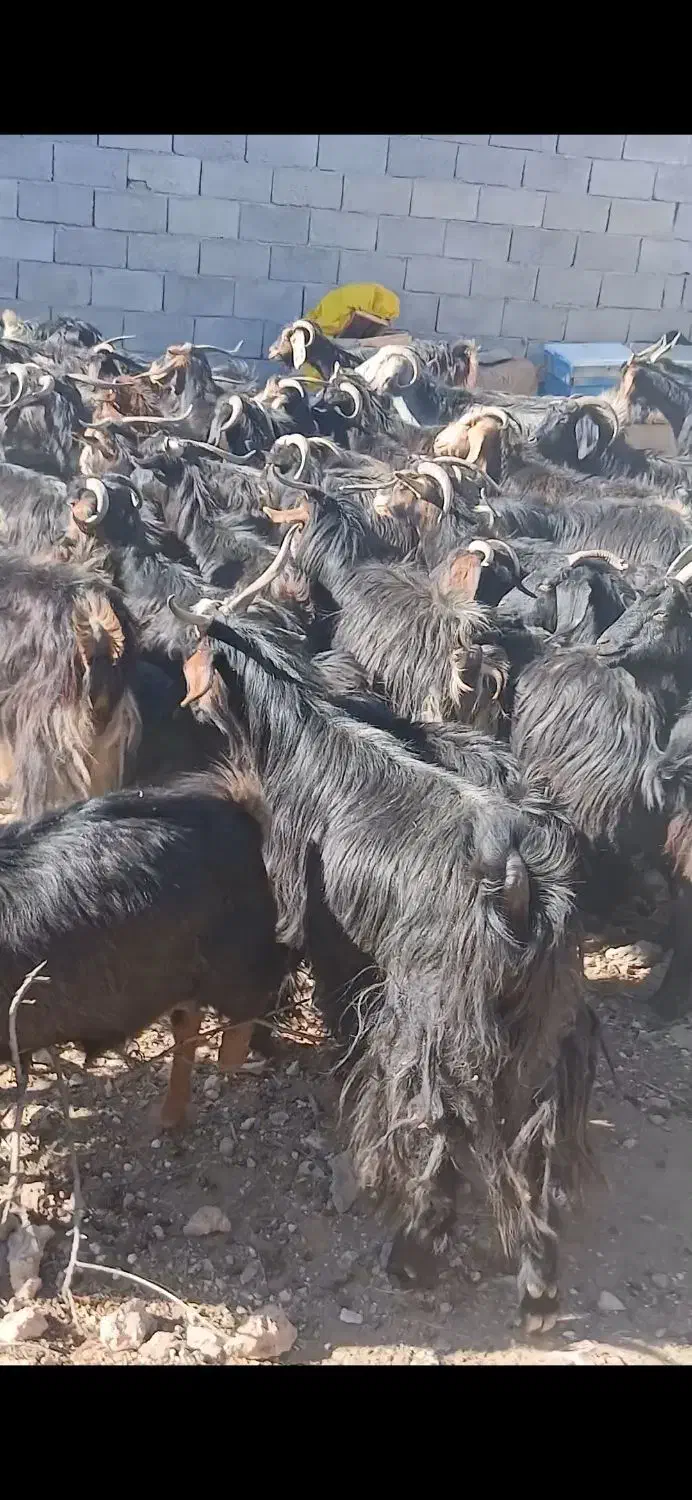 ۹۰ راس بز داشتی درجه یک|حیوانات مزرعه|آبدانان, |دیوار