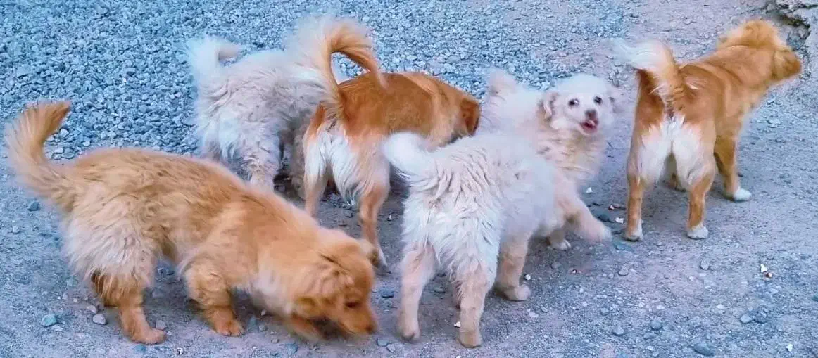 واگذاری رایگان تعدادی سگ پاکوتاه اشپیتز|سگ|هشتگرد, خور|دیوار