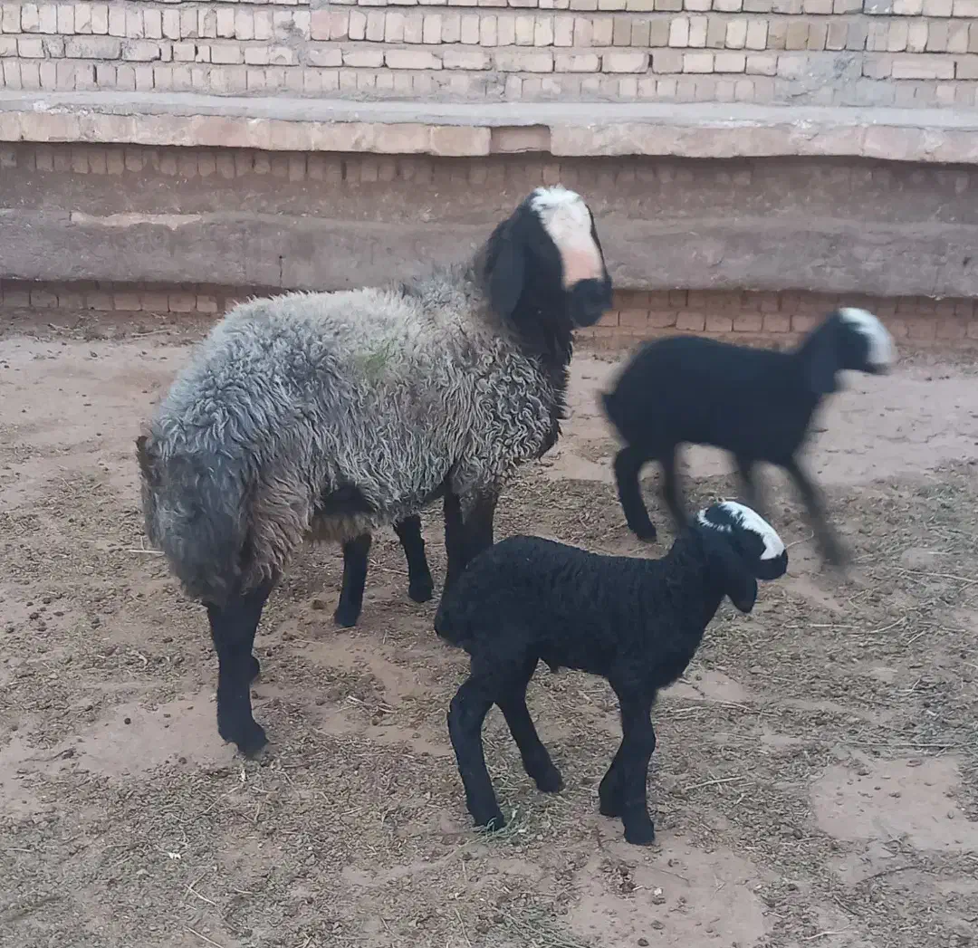 استان یــ.ـزد میفرستیم گوسفند بره sreior|حیوانات مزرعه|یزد, |دیوار