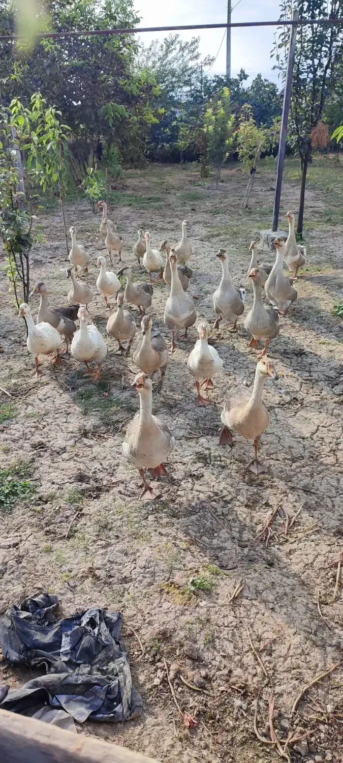 قو غاز|حیوانات مزرعه|پارس‌آباد, |دیوار