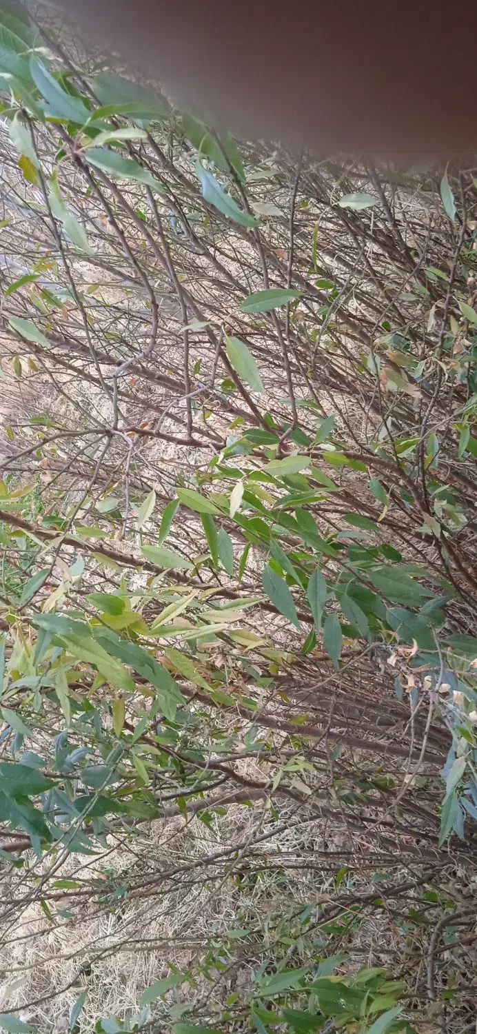 فروش نهال|خدمات باغبانی و درختکاری|نی‌ریز, |دیوار