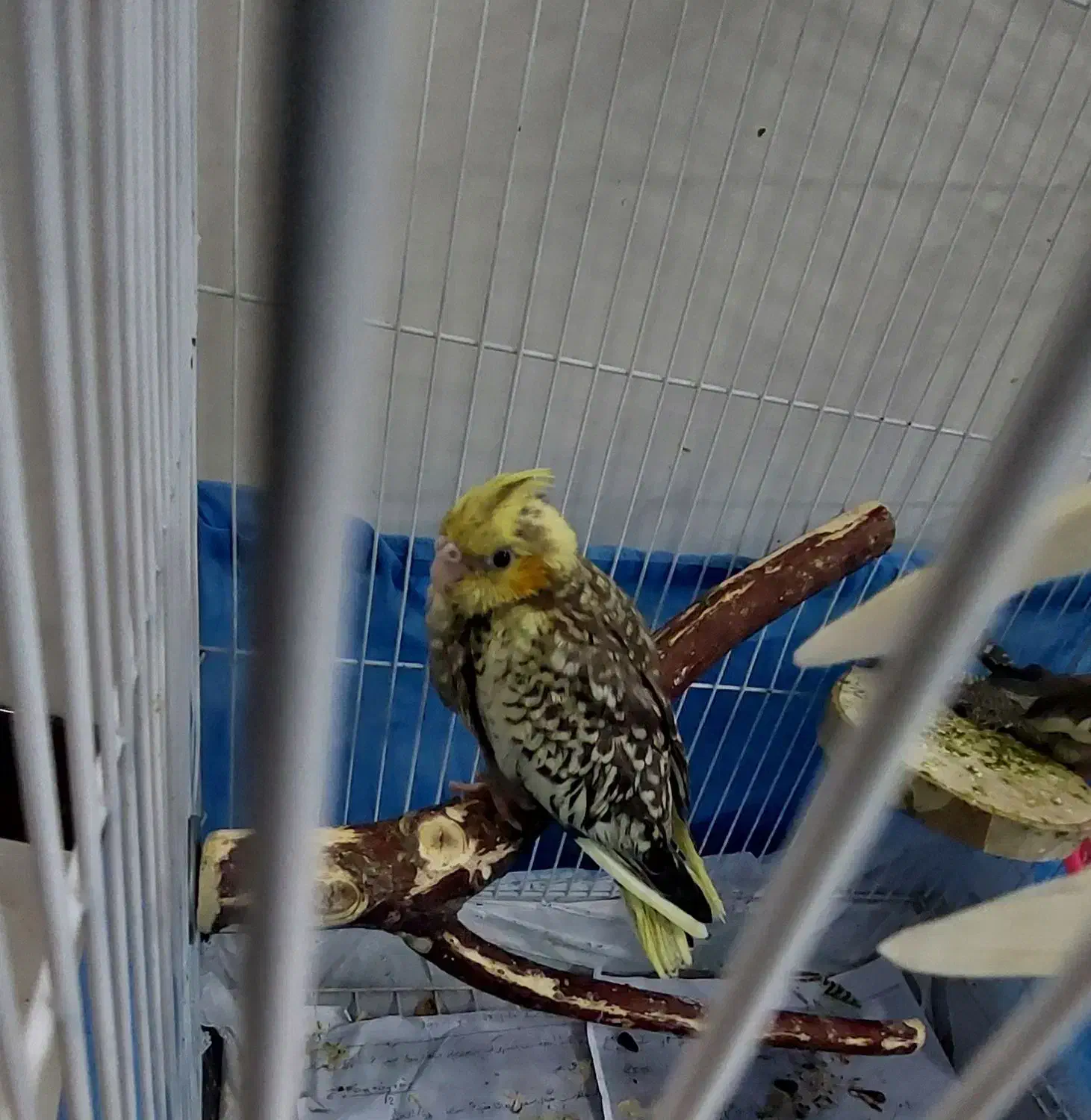 عروس هلندی سرلاکی|پرنده|تهران, علم و صنعت|دیوار