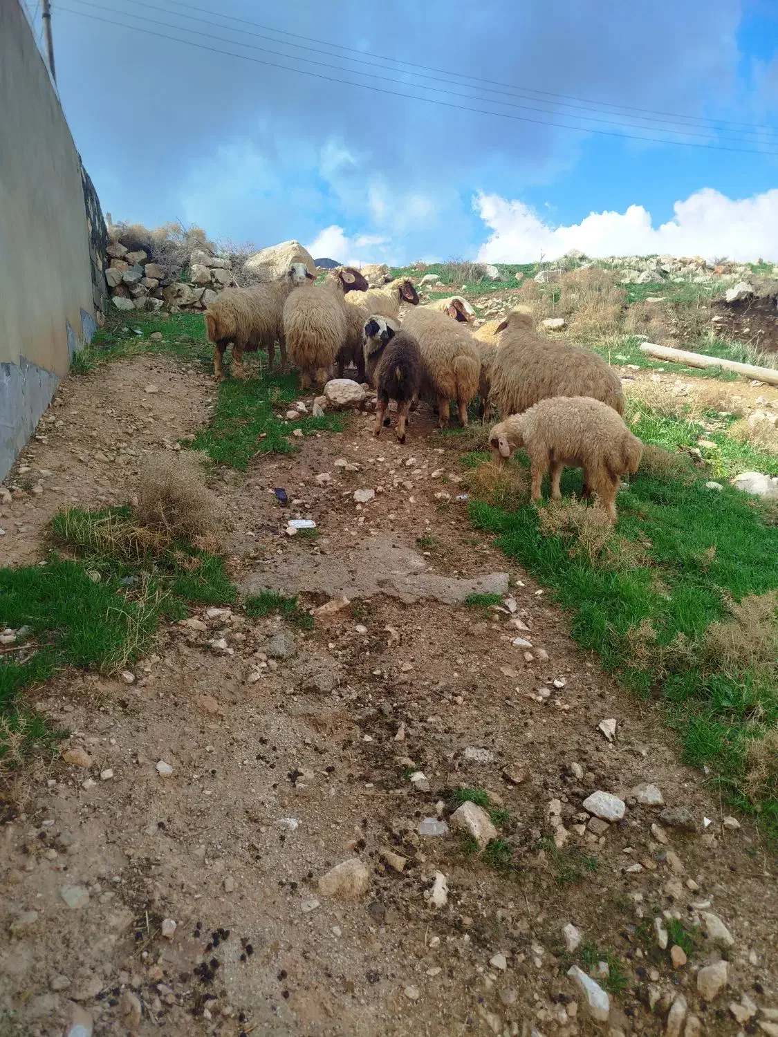 گوسفند بابره|حیوانات مزرعه|سرپل ذهاب, |دیوار