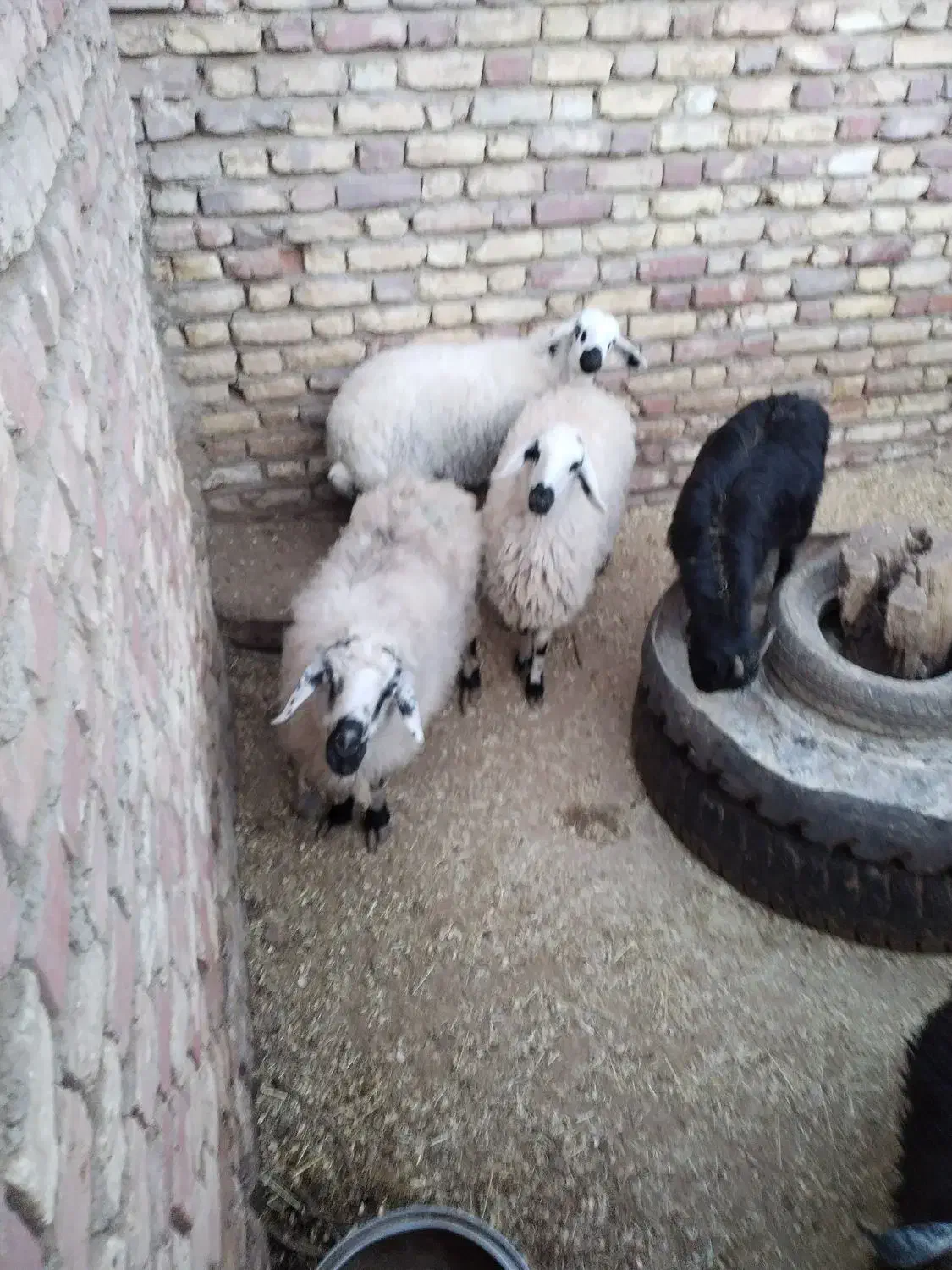 جوان میش درجه یک محلی دورگ آبستن|حیوانات مزرعه|زرند, |دیوار