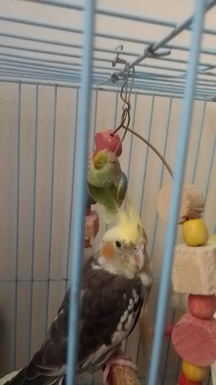 عروس هلندی نر سرحال|پرنده|علیآباد کتول, |دیوار