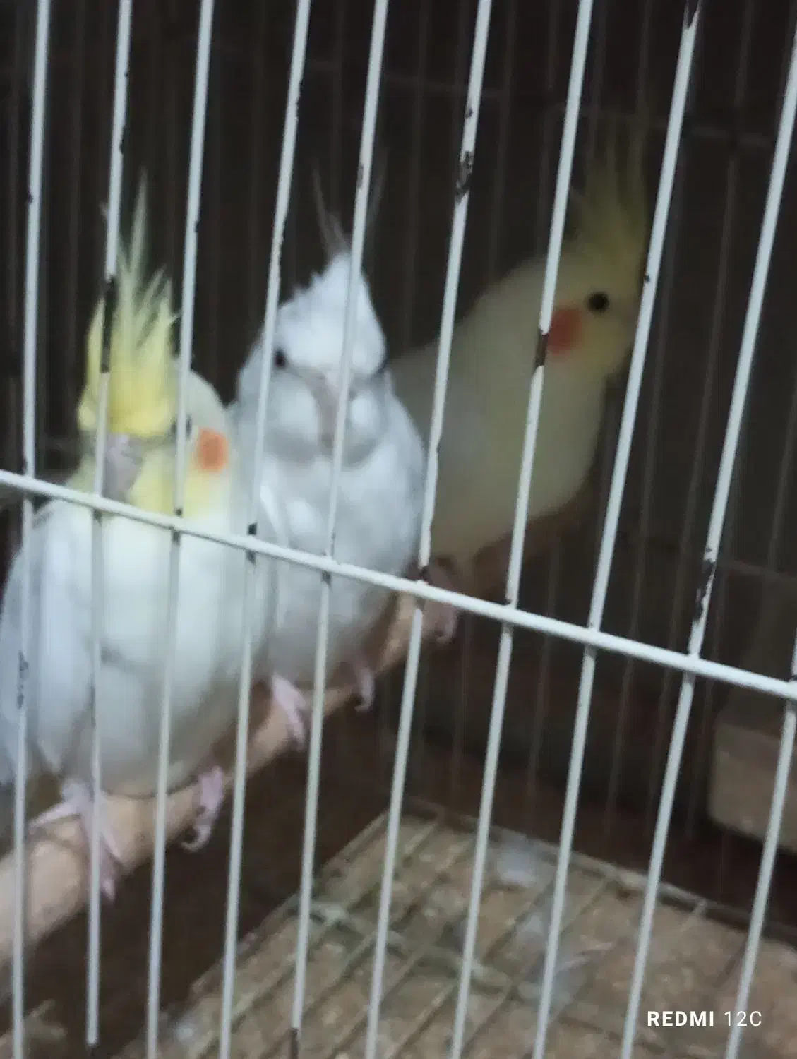 ۳جفت عروس هلندی ۵ملیون|پرنده|برازجان, |دیوار