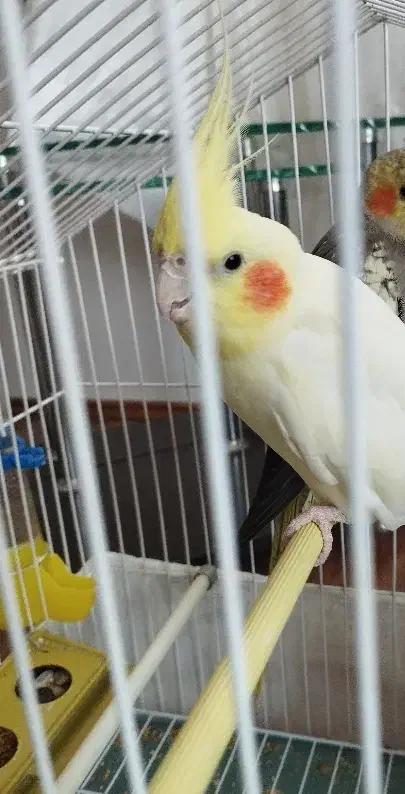 عروس هلندی|پرنده|پرهسر, |دیوار