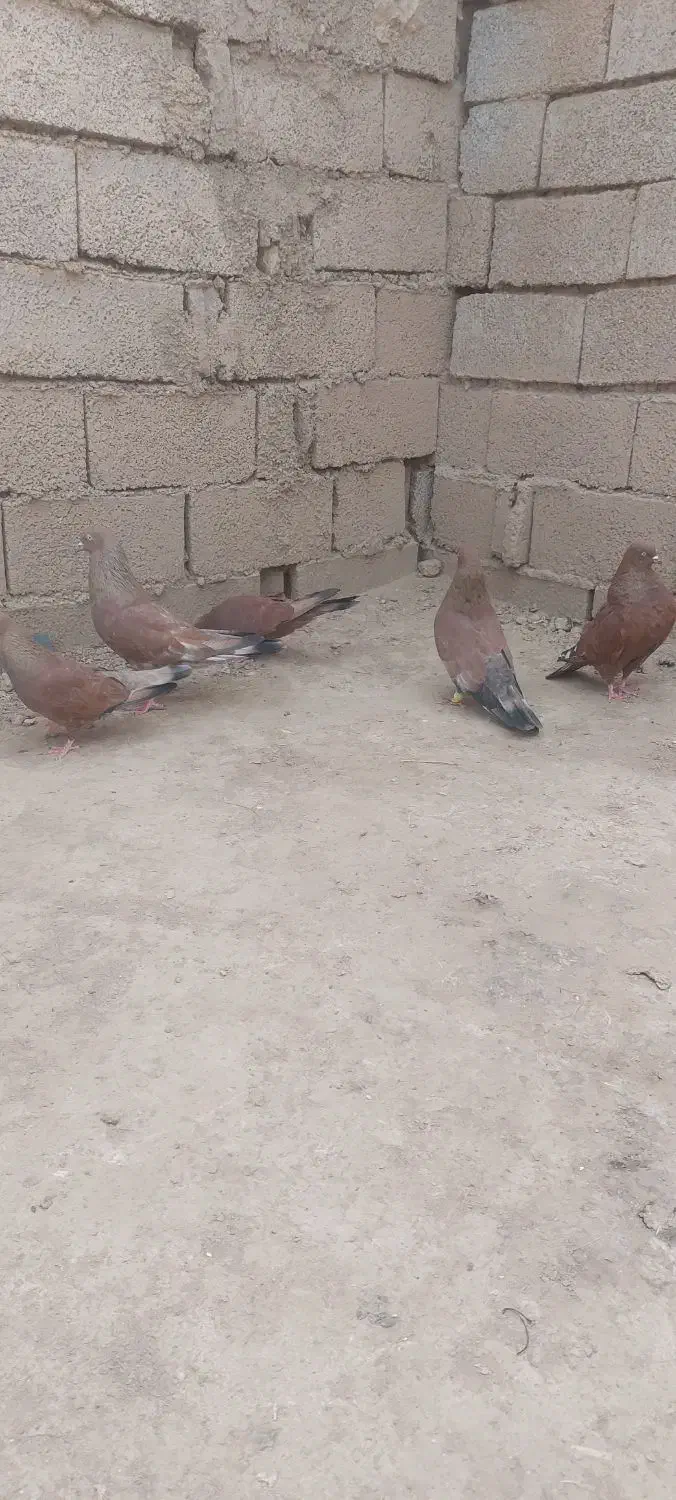 پرنده|پرنده|اهواز, امانیه|دیوار