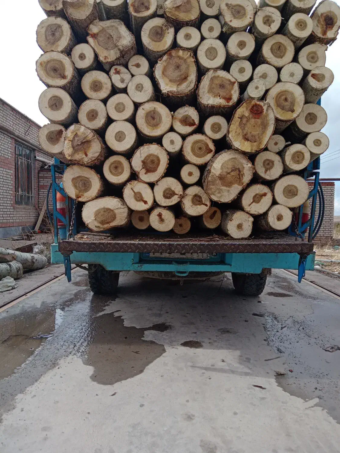 خرید انواع چوب|خدمات باغبانی و درختکاری|سراب, |دیوار