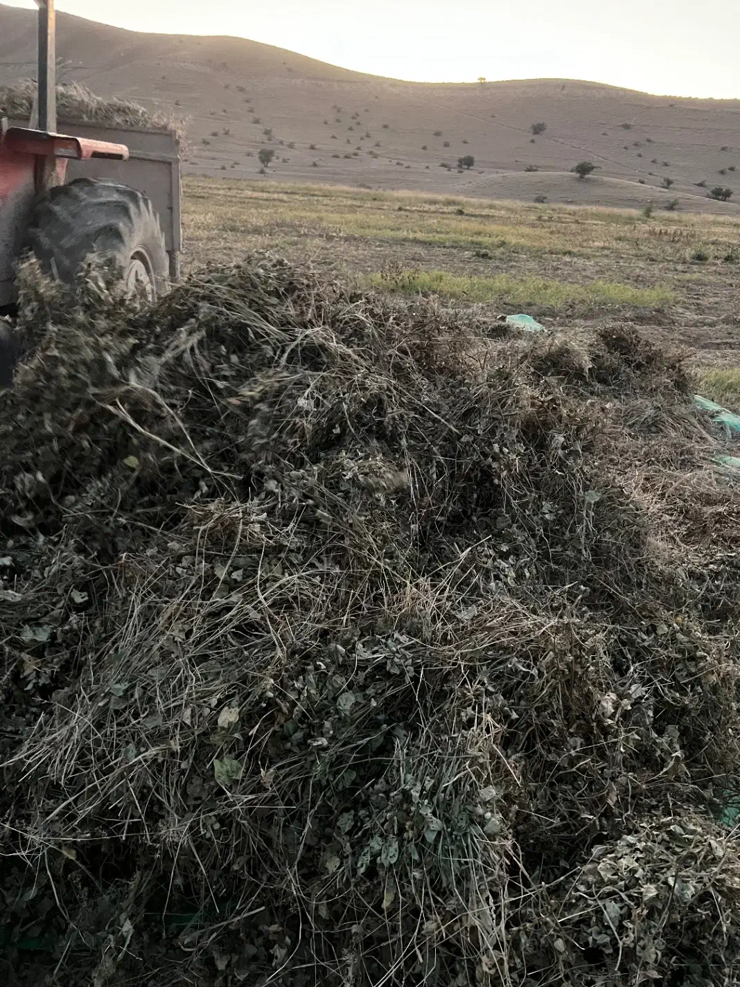 کاه ماش|خدمات باغبانی و درختکاری|چرام, |دیوار