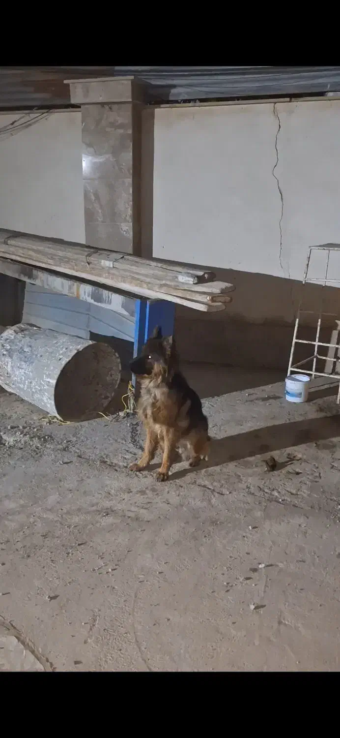 سگ ژرمن شیپرد نر|سگ|هشتگرد, شهرک راه آهن|دیوار