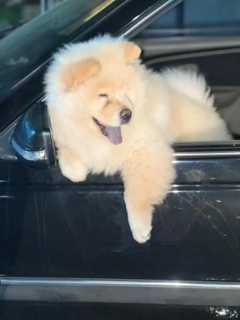 سگ توله چاو چاو اصلی|سگ|تهران, نیروی هوایی (پیروزی)|دیوار