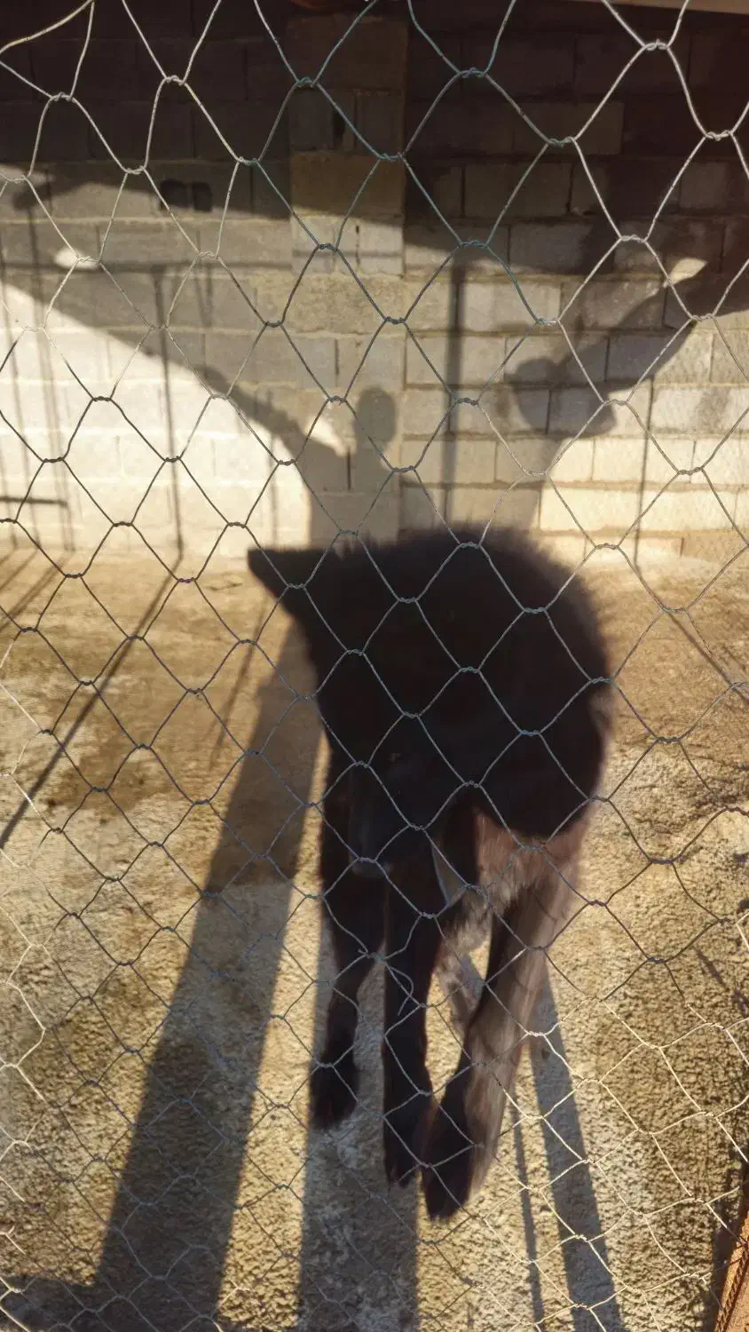 سگ ژرمن شپرد|سگ|رودسر, |دیوار