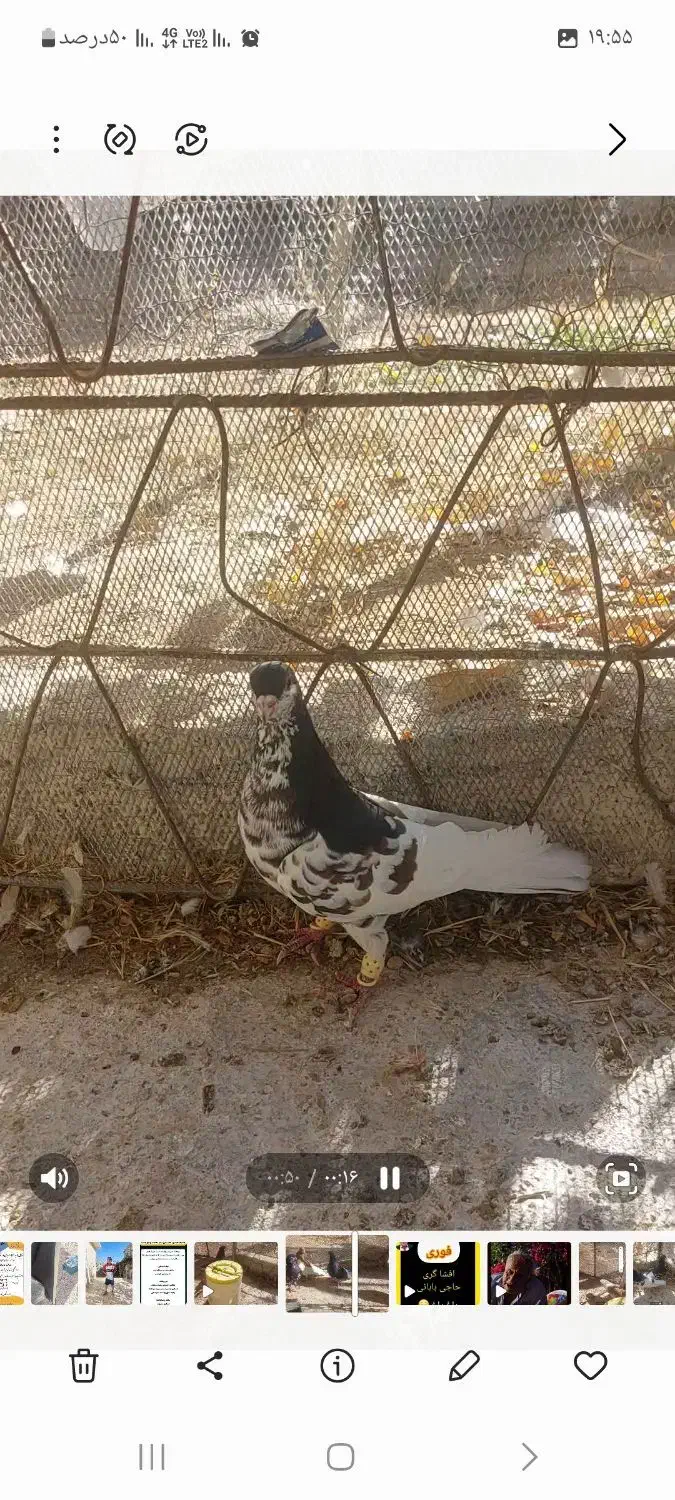 فروش کفتر|پرنده|سپیدان, |دیوار