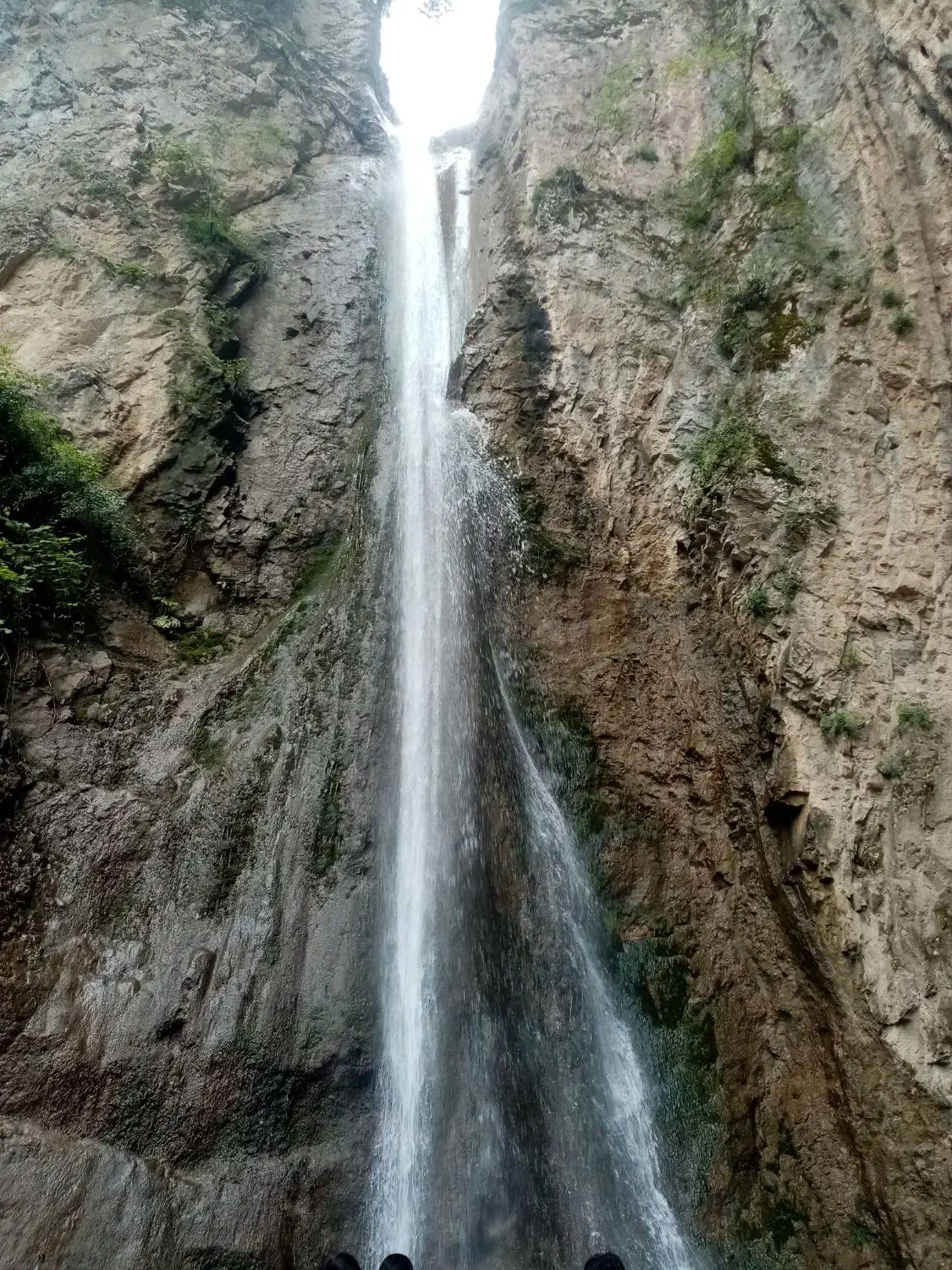 یونجه و علف|حیوانات مزرعه|مشهد, کارده|دیوار