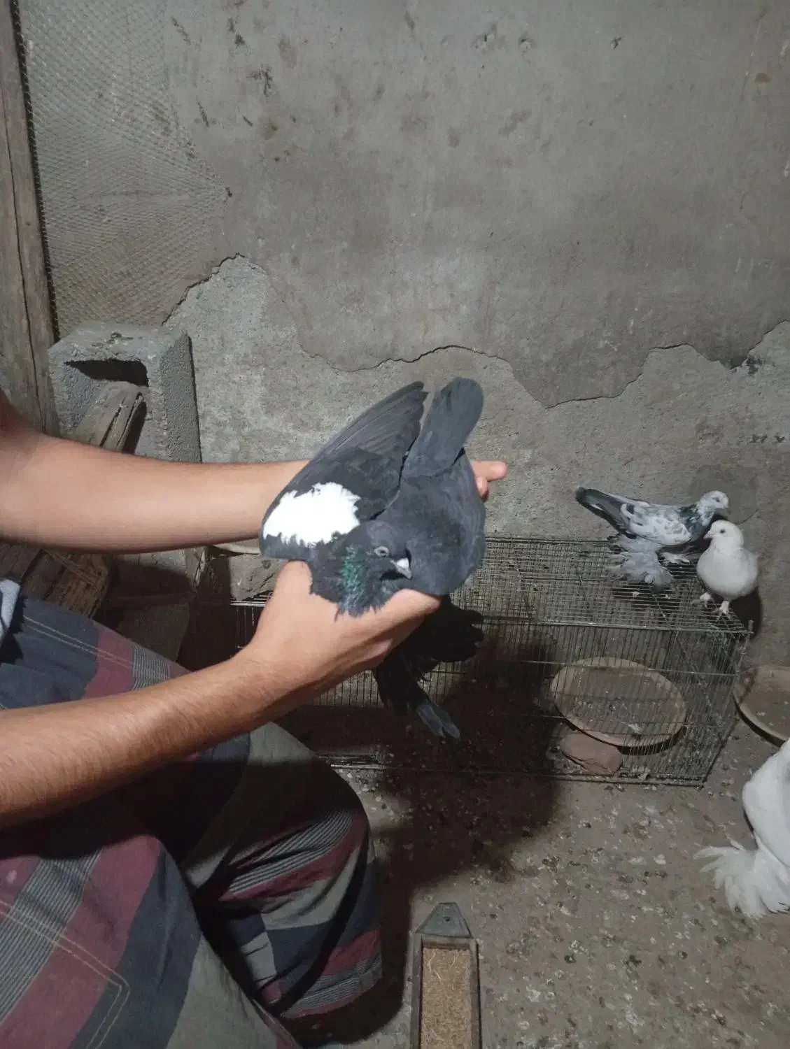 چند عدد کفتر مناسب پرورش در عجب شیر|پرنده|عجب شیر, |دیوار