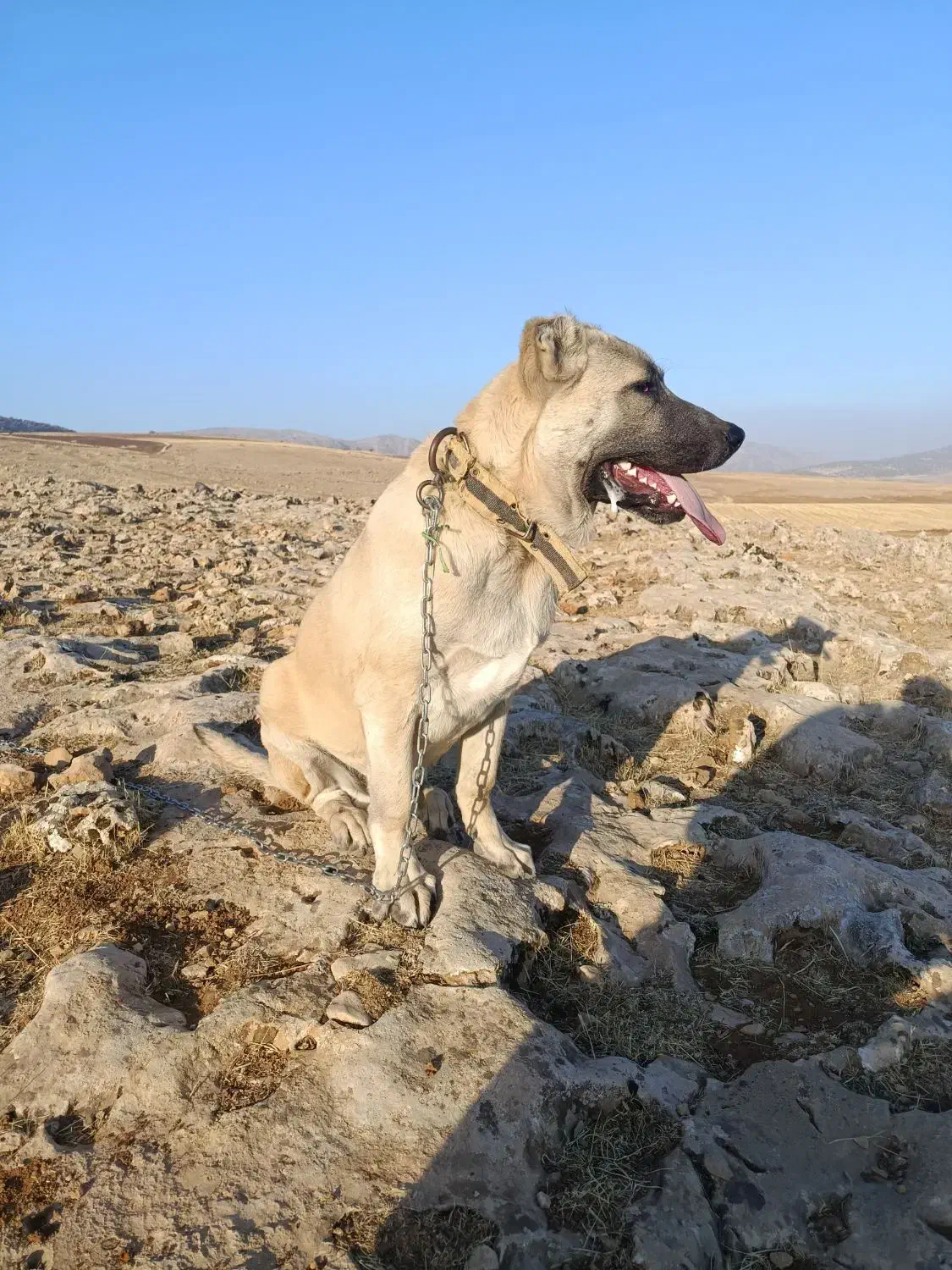 واگزاری سگ سرابی قیمت ۱۲ میلیون|سگ|دالاهو, |دیوار