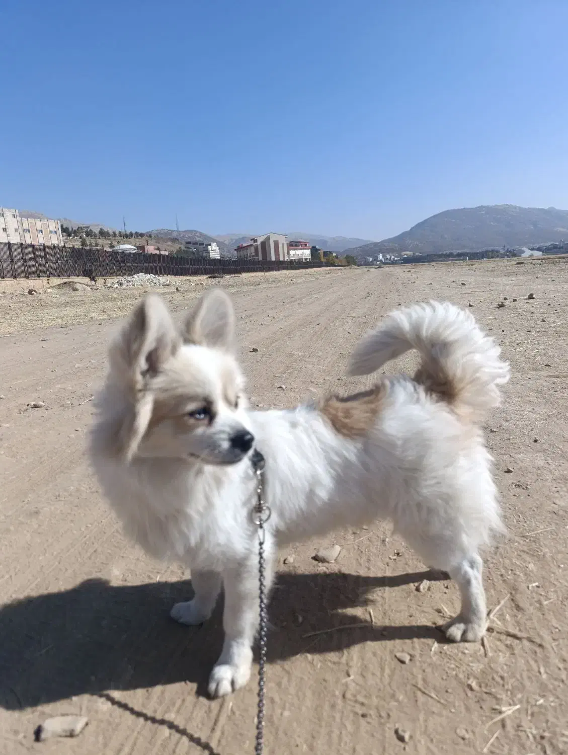 سگ پامر|سگ|یاسوج, |دیوار