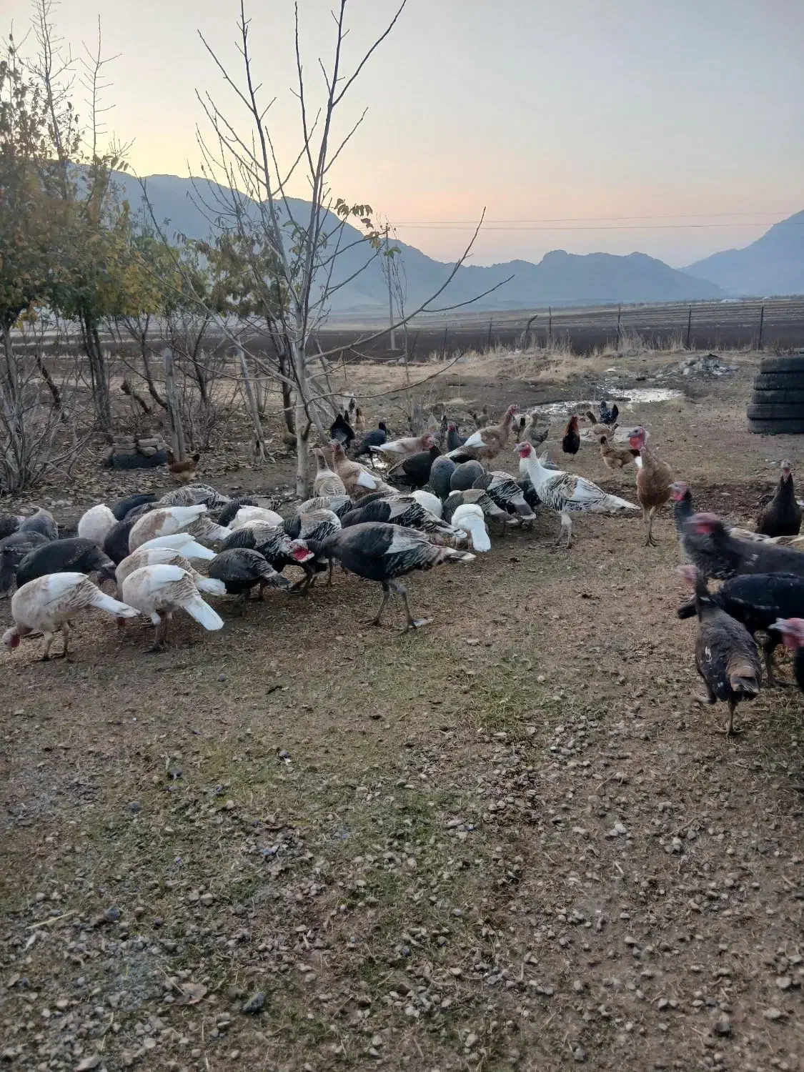 بوقلمون محلی|حیوانات مزرعه|روانسر, |دیوار