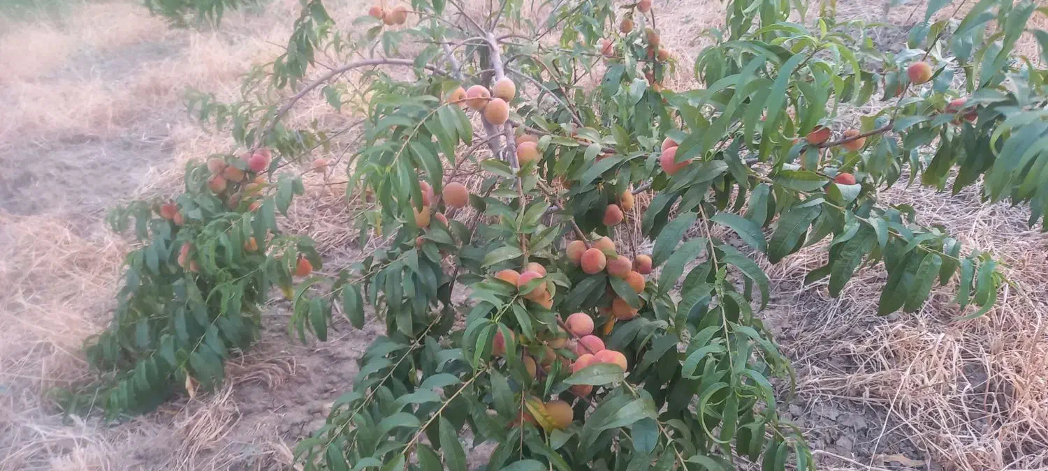 باغ|فروش زمین و ملک کلنگی|سرخنکلاته, |دیوار