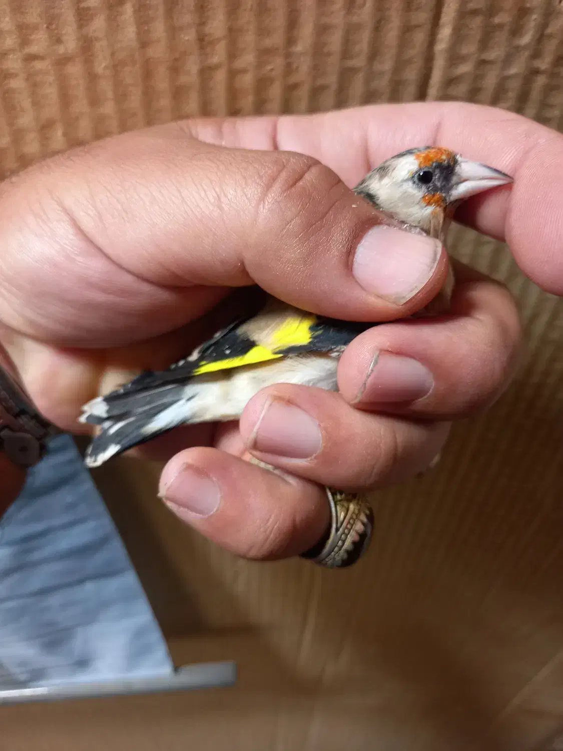 فروش چنتا سهره دورگ صاف گرده|پرنده|کازرون, |دیوار