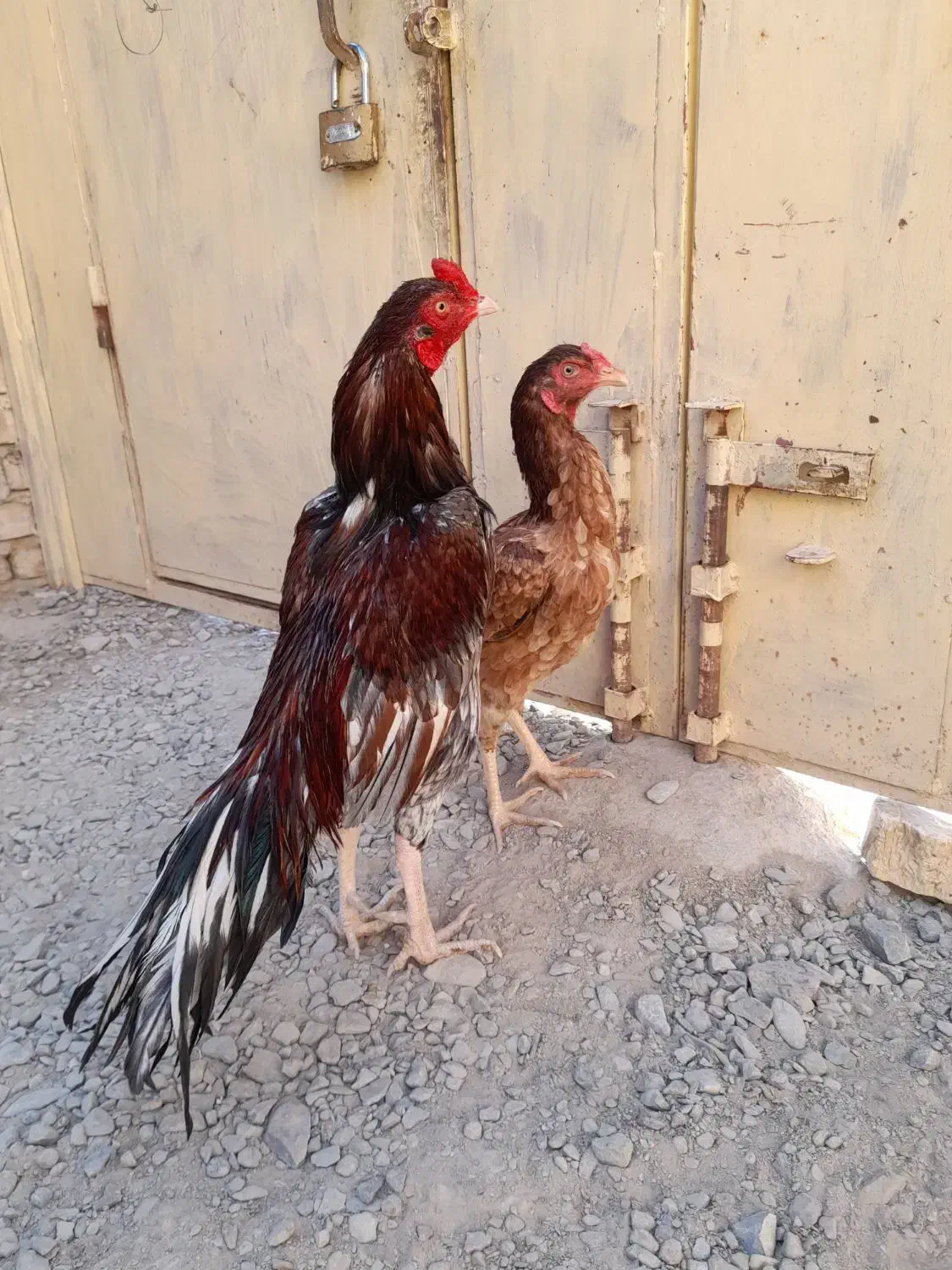 مرغ خروس نسل دار|حیوانات مزرعه|سراوان, |دیوار