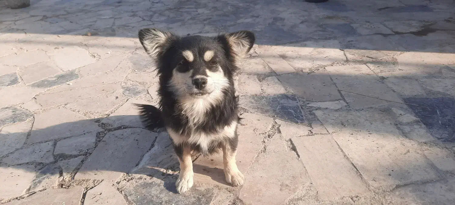 سگ پاپی نژاد گرگی چهار چشم|سگ|اصفهان, ارغوانیه|دیوار