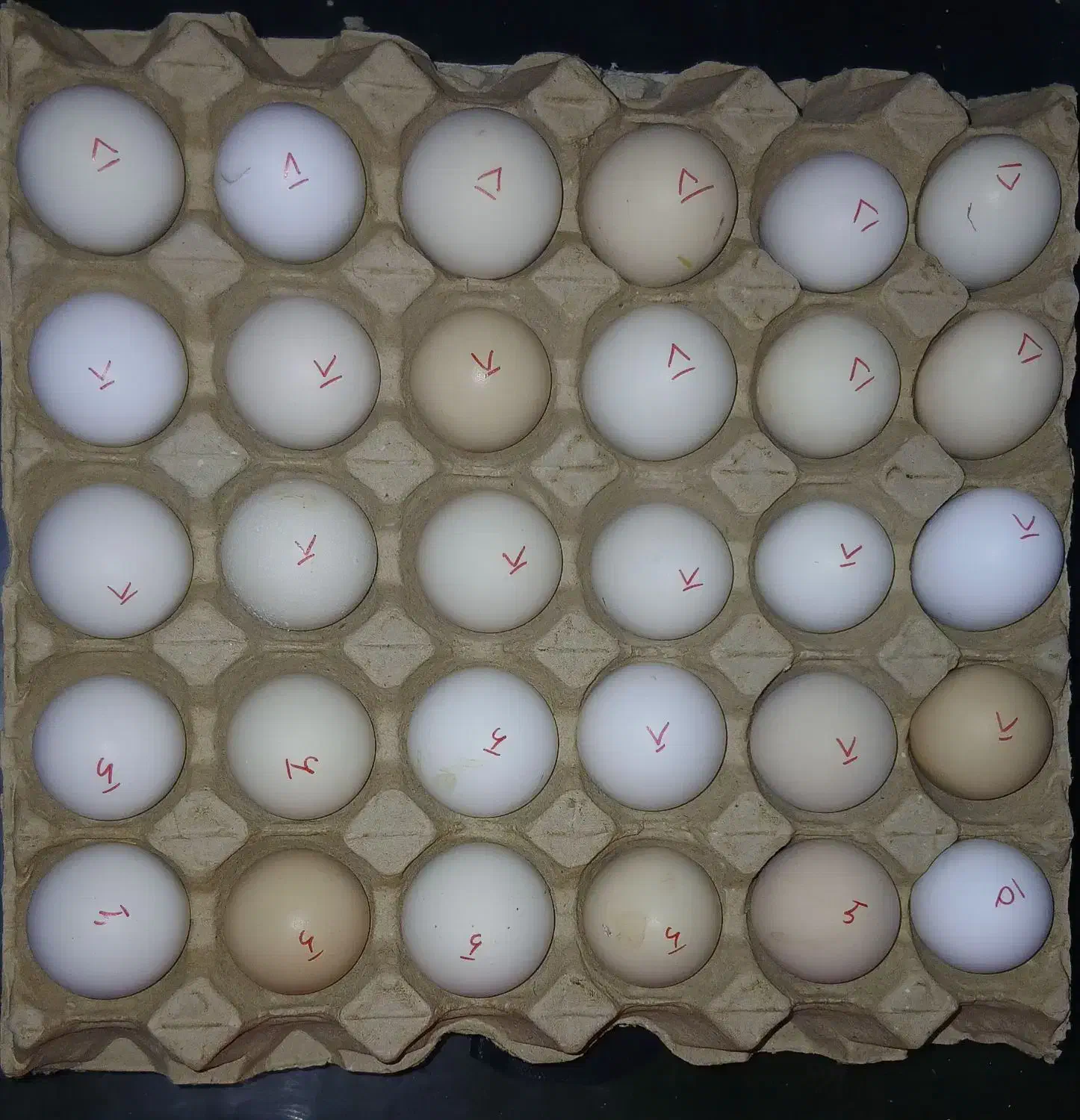 تخم مرغ محلی نطفه دار|حیوانات مزرعه|کازرون, |دیوار