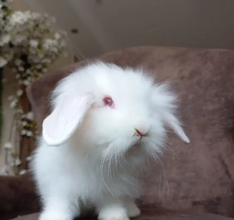 خرگوش مینی لوپ سفیدبرفی صورت عروسکی|موش و خرگوش|کرج, گلشهر|دیوار