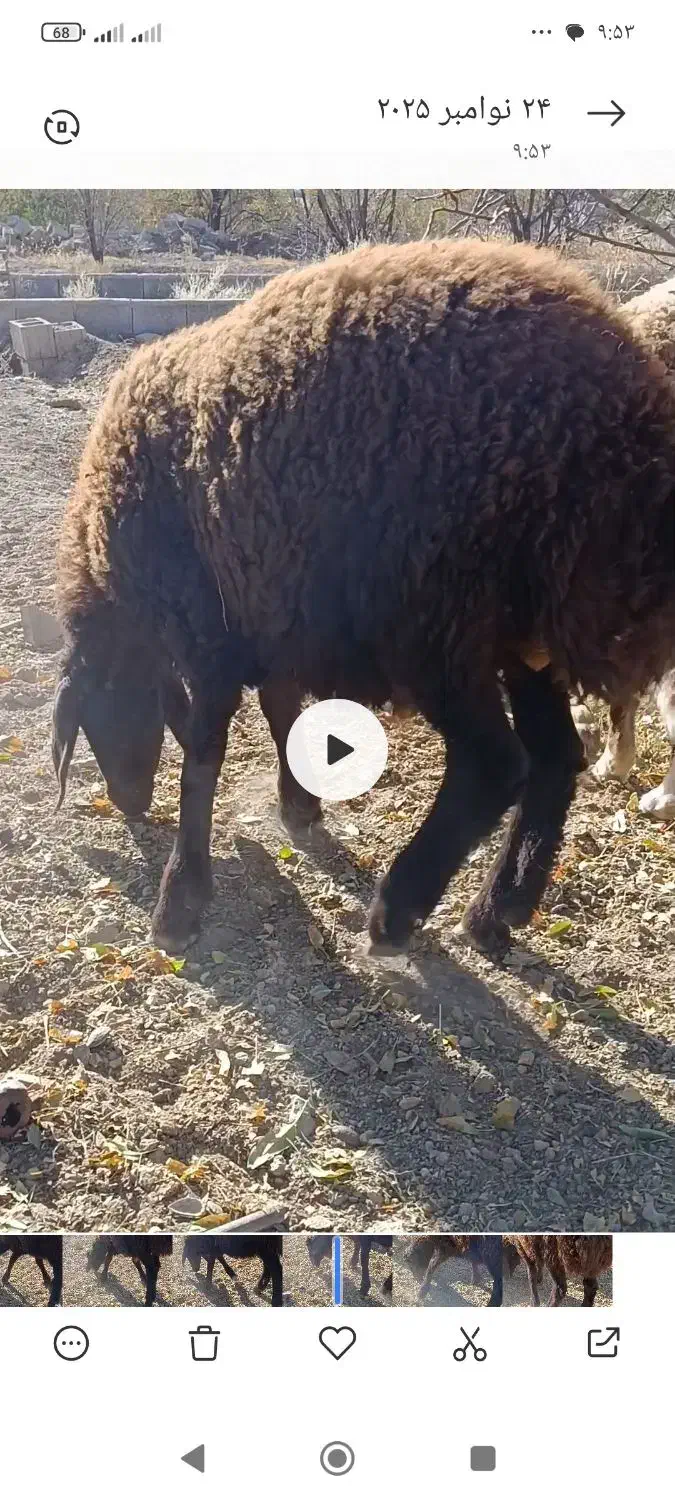 بره نرهمو|حیوانات مزرعه|دهق, |دیوار