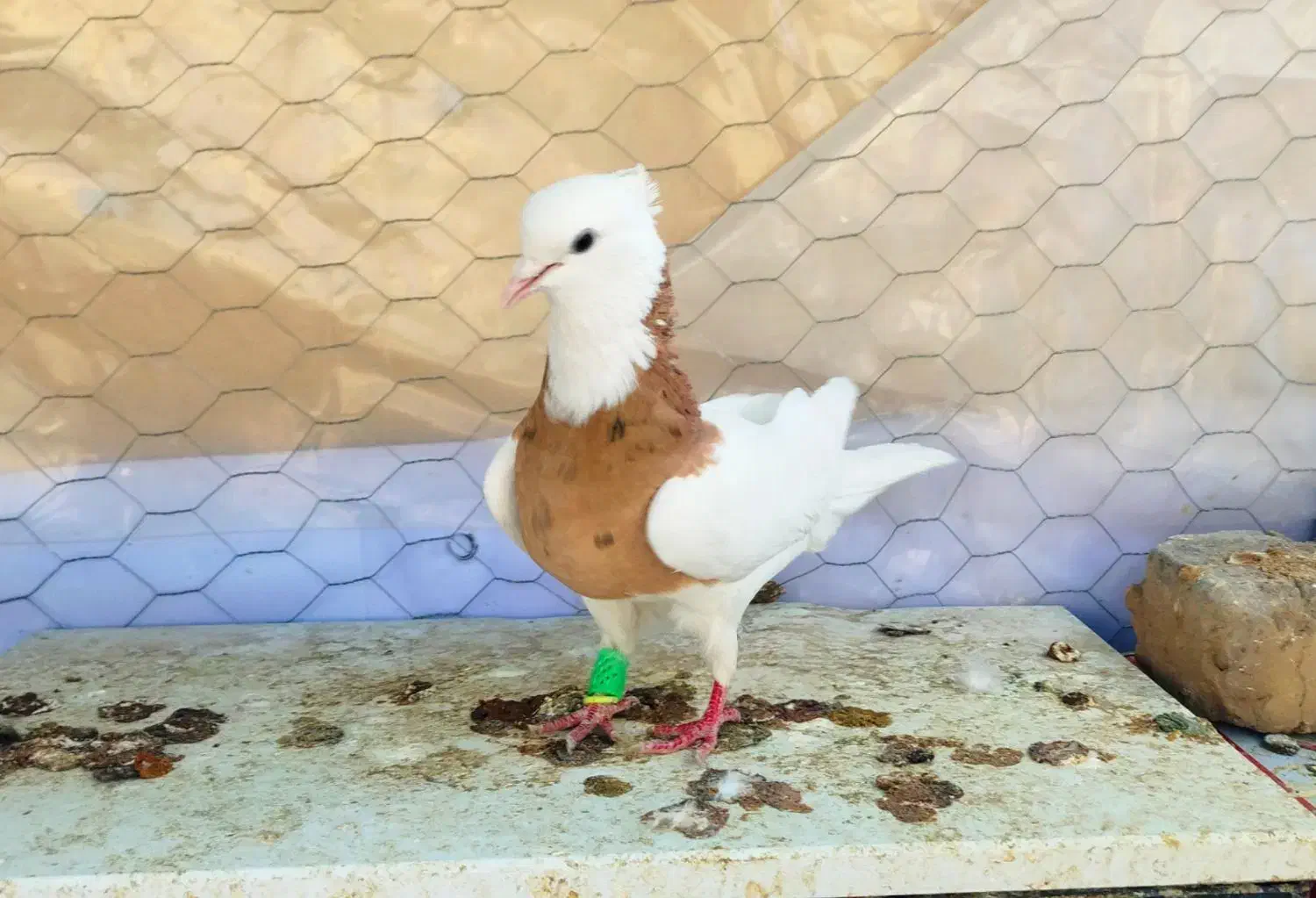 طوقی زرد خال سیاه ، هفت‌رنگ خطی...|پرنده|قزوین, |دیوار