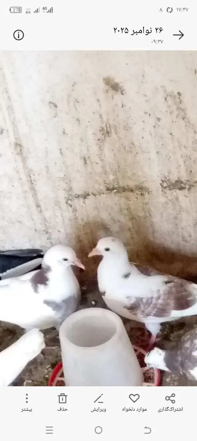 ۴تا کفتر جوجه|پرنده|علی‌آباد کتول, |دیوار