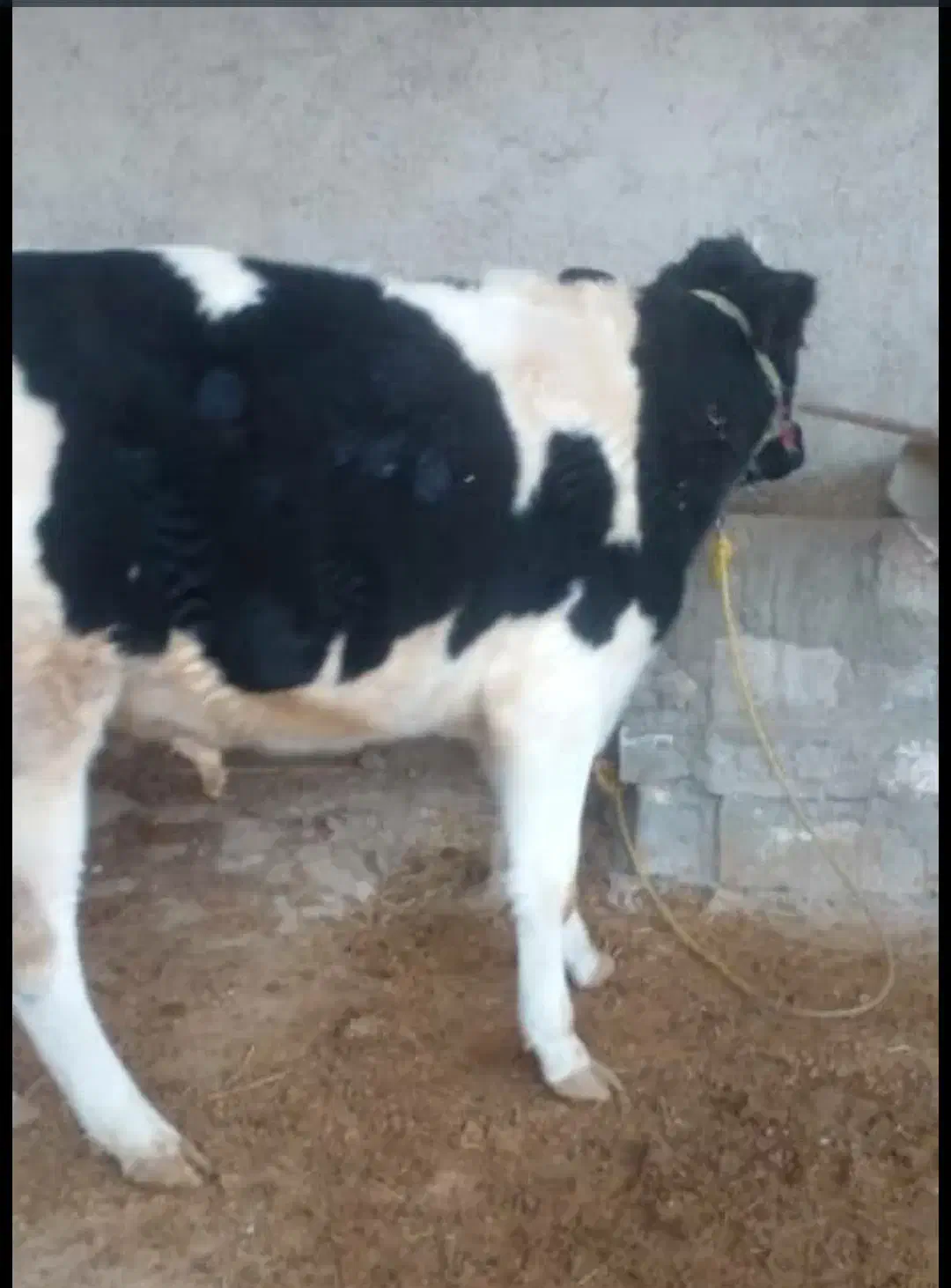 گوساله نر|حیوانات مزرعه|ارم, |دیوار