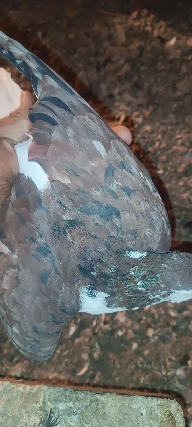 صد هفت رنگ نر|پرنده|جوین, |دیوار