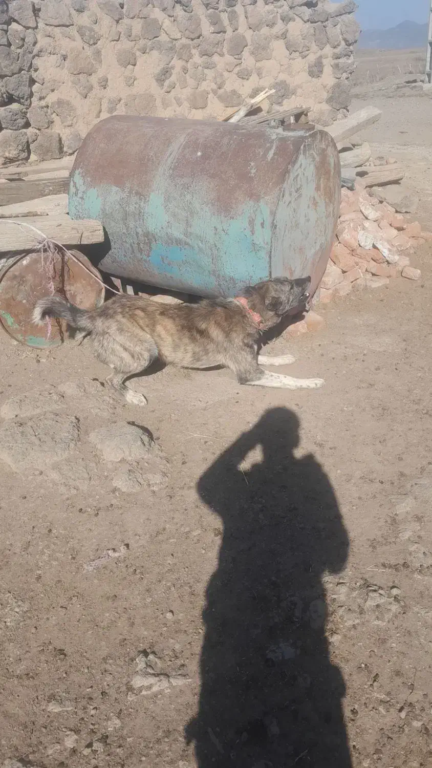 یک جفت توله افغانی 8 ماهه نگهبان|سگ|اردبیل, |دیوار