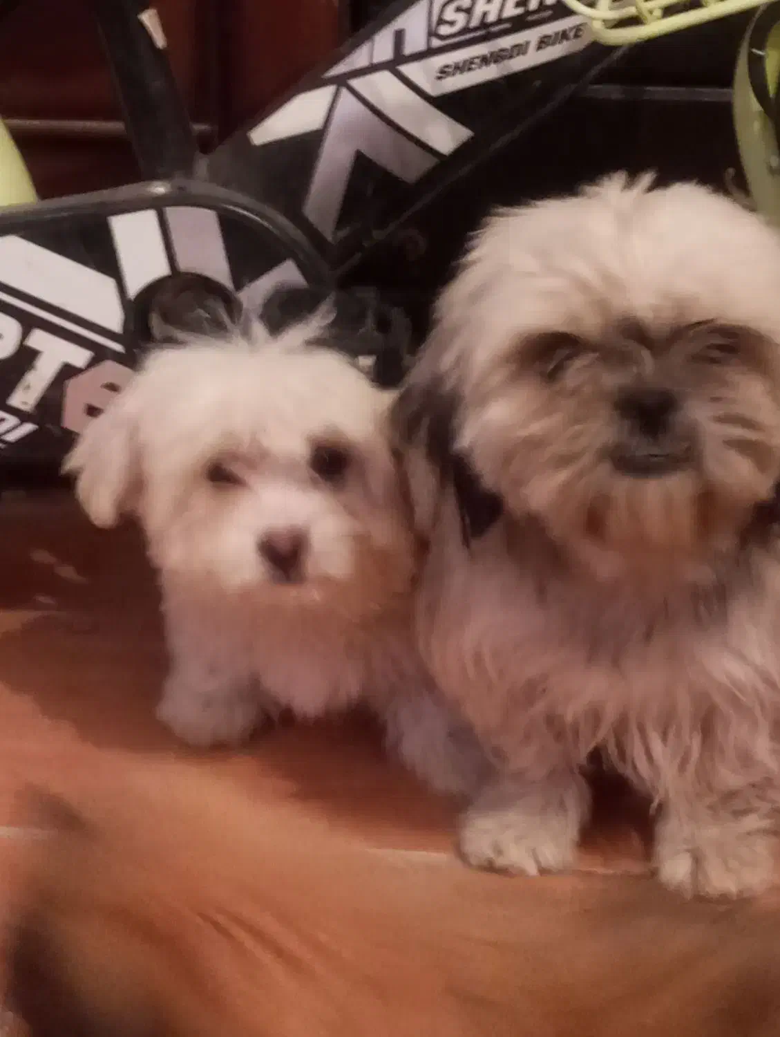 سگ ماده شیتزو|سگ|کرمان, |دیوار