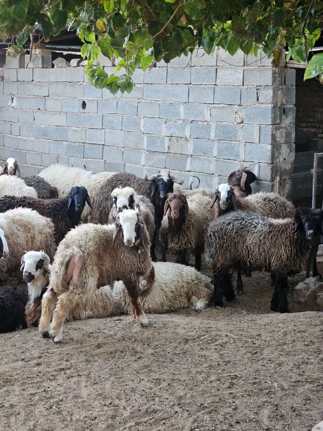 بره نر|حیوانات مزرعه|مرودشت, شهرک مهدیه|دیوار