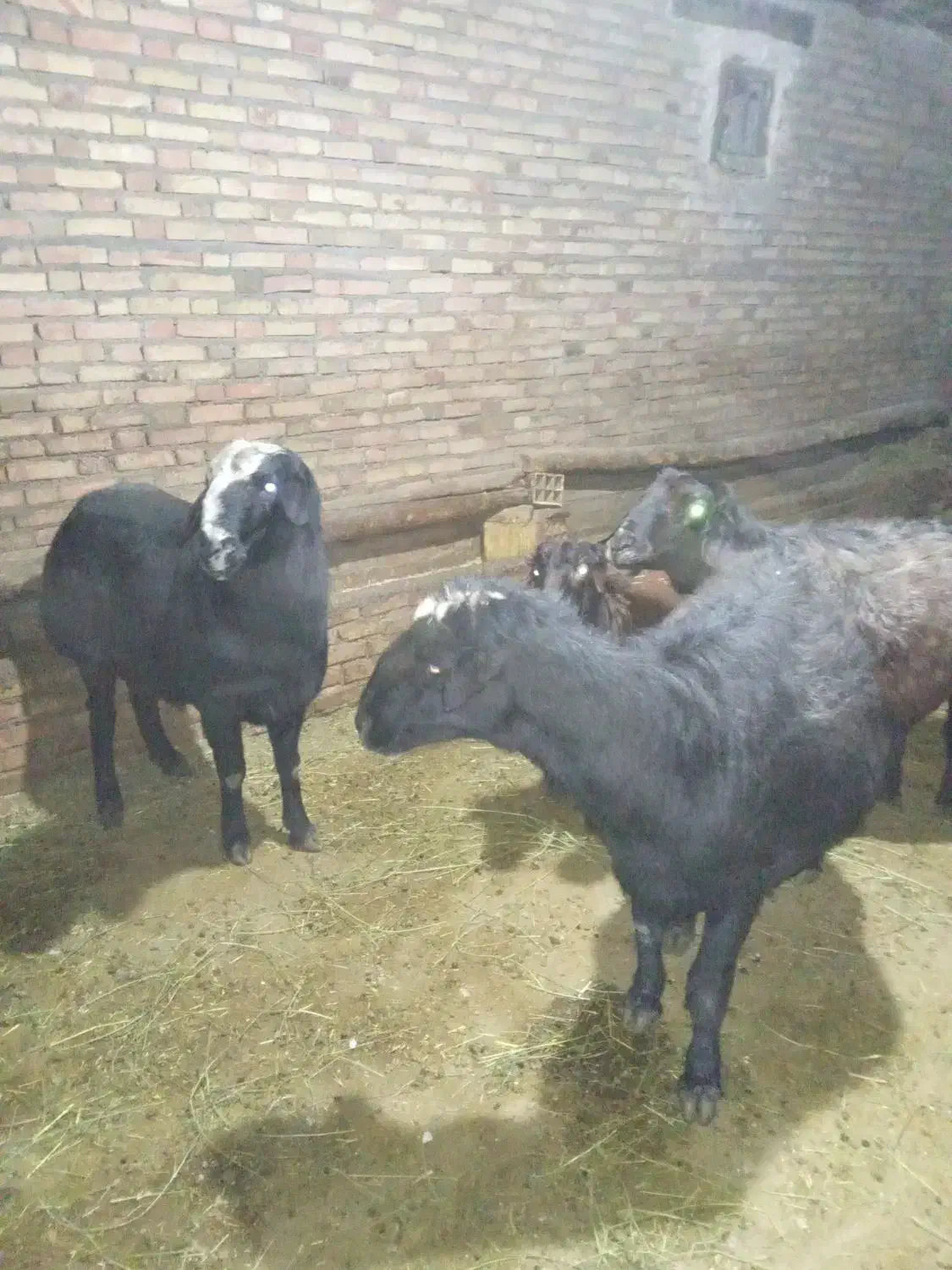 سه عدد قوچ قره قزیل افشای اصل|حیوانات مزرعه|اهر, |دیوار