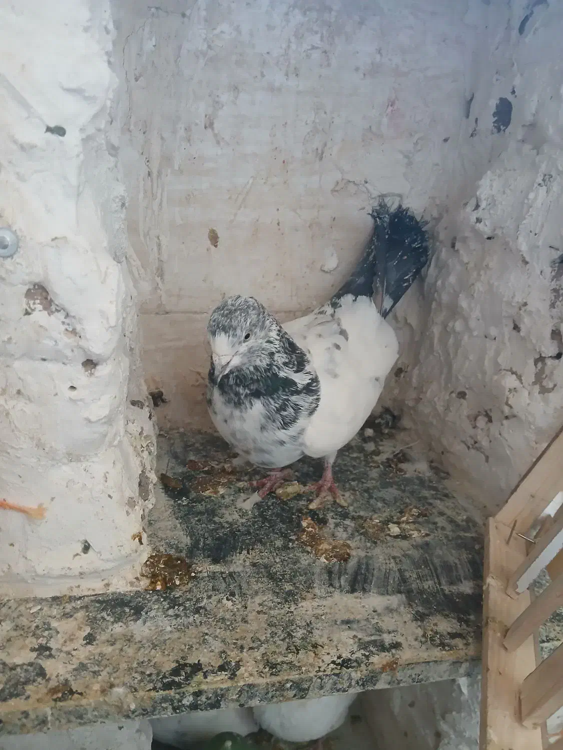 کفترگم کردم شازده سبز یه سین دم قهوه ای هم امروز|پرنده|ساوه, |دیوار