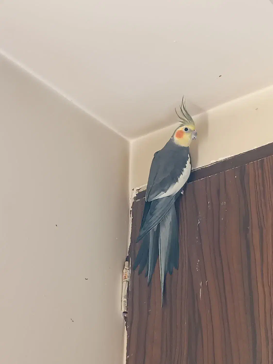 عروس هلندی|پرنده|محمدشهر, همایون ویلا|دیوار