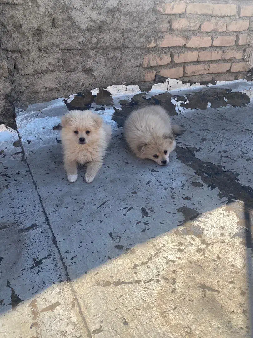 فروشی|سگ|ورامین, ورامین|دیوار