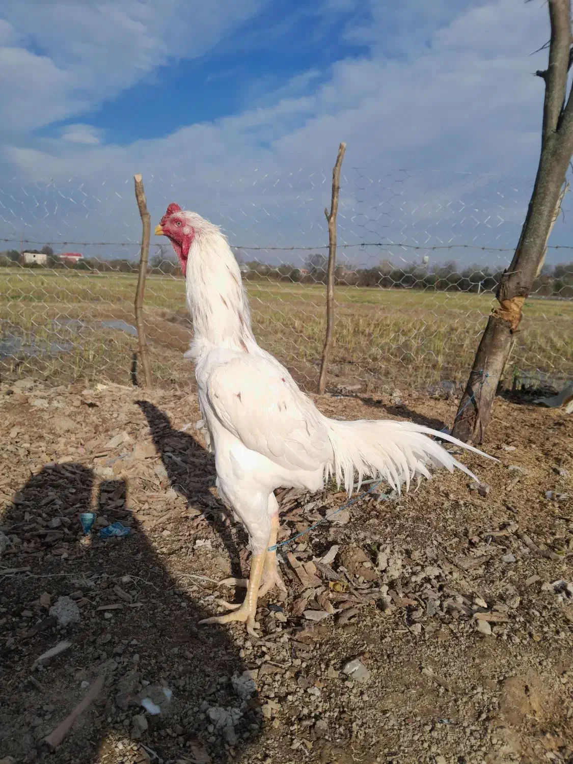 لاری|حیوانات مزرعه|شفت, |دیوار